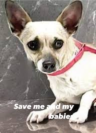 MCACC is not no-kill — Pixie's deadline is tomorrow morning (10/7 at 8 AM).  She's a sweet 4-year-old who just needs a safe place and a family to feed  her separately. ✓