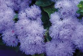 Research has shown which plants are less likely to be eaten by deer and can be labeled something eats my echinacea every year but i'm beginning to suspect its rabbits since they aren't. Deer And Rabbit Resistant Plants For Shade