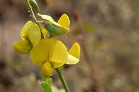 Image result for Crotalaria natalitia