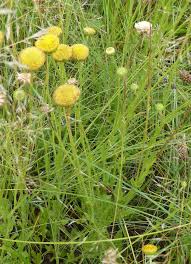 Image result for Pentarrhinum insipidum