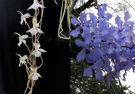 Image result for Aerangis kotschyana