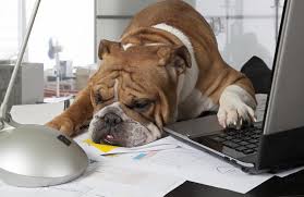 the truth about Dogs in the workplace