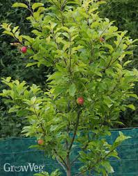A single night of freezing temperatures after your fruit's blossom has begun to form can undo all your hard work in one fell swoop. Protecting Fruit Blossom From Frost