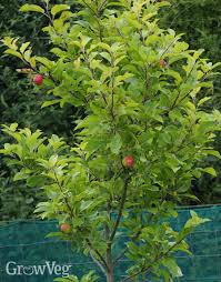 Knowing when to cover your fruit trees with netting is important. Protecting Fruit Blossom From Frost