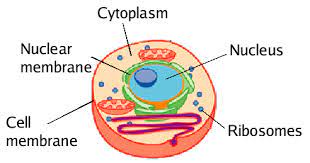Ribosomes Definition Structure Size Location And Function Cell Model Project Plasma Membrane Plant And Animal Cells
