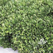 Image result for Carissa