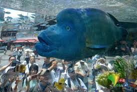 The website collected by this website comes from the. è‹çœ‰é±¼ä¸'èŒ ä¿¡æ¯å›¾æ–‡æ¬£èµ ä¿¡æ¯æ' K0w0m Com