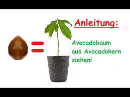 Glühbirnen als pflanzenlampe es gibt einige wenige glühbirnen die sich auch als pflanzenlampe zur pflanzenzucht bewährt haben. Normale Lampe Als Pflanzenlampe Verwenden Led Energiesparlampe Fur Zimmerpflanzen Beleuchtung Youtube