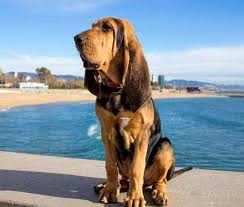 No matter what breed of dog you have, you've got a lot of choices to meet your pet's nutritional needs. 7 Dog Breeds With Fat Rolls Dogs With Wrinkly Body Zooawesome