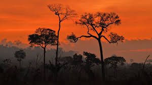 The amazon rainforest in south america is the largest in the world. Brazil Fires What S Really Happening And How You Can Help Conde Nast Traveler