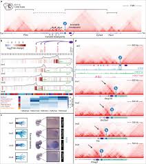 Serial Genomic Inversions Induce Tissue Specific Architectural Stripes Gene Misexpression And Congenital Malformations Nature Cell Biology