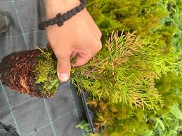 Image result for thuja drying out dead dried symptoms)