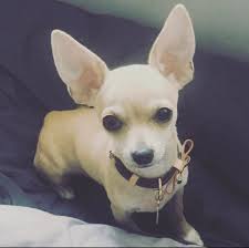 Can someone edit my holly as a cartoon character?