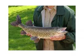 Where To Find The Best Northern Pike Fishing In Colorado