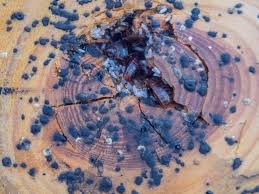 Image result for bed bugs droppings