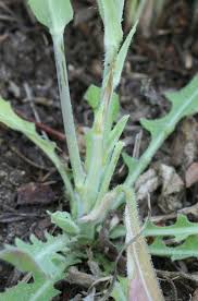 Image result for Turritis glabra