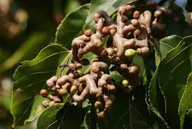 Image result for Hovenia