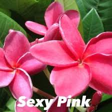 Pin On Flower Power