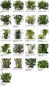 Indoor Tropical Plants Tropical House Plants Indoor Plants Low Light Indoor Tropical Plants