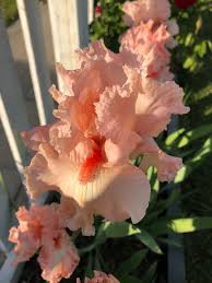 This will vary with the type of soil. Planting Bulbs Orchard Nursery