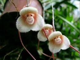 Monkey Orchids Blossom Once In 20 Years In The Himalayas Unusual Flowers Orchid Seeds Strange Flowers