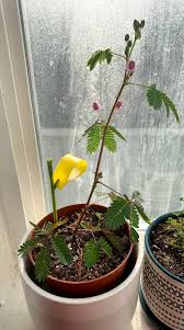 Image result for Mimosa pudica