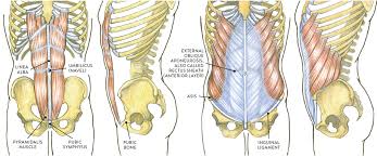 Digestive system of the upper torso. Muscles Of The Neck And Torso Classic Human Anatomy In Motion The Artist S Guide To The Dynamics Of Figure Drawing