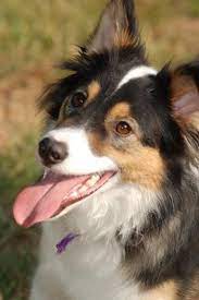 Tri Color Border Collie Rescue Sheltie Dogs Border Collie Feline Pet
