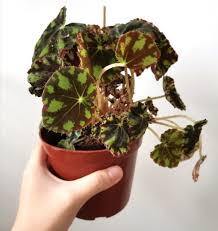 White flowers appear in winter on tall sprays that rise above the foliage. Begonia Tiger Paws Furniture Home Living Gardening Plants Seeds On Carousell