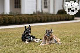 I have no doubt champ loved biden and was loyal to the end, despite biden being a piece of garbage. The White House Rules For The Bidens German Shepherds And What They Can Still Get Away With People Com