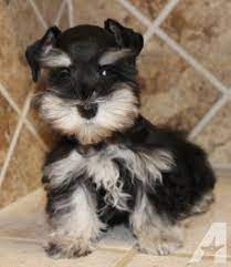 Black & silver phantom large toy female w/1 blue eye: Miniature Schnauzer Toy Black Silver Phantom Chloe Schnauzer Puppy Miniature Schnauzer Puppies Schnauzer