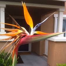 Bird Of Paradise Bouquet Care Bird Of Paradise Flower Birds Of Paradise Flower Birds Of Paradise Flowers