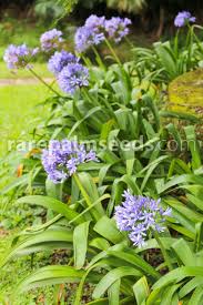 Image result for Agapanthus praecox