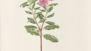 Image result for Catharanthus roseus