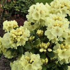 Lysegul Rhododendron