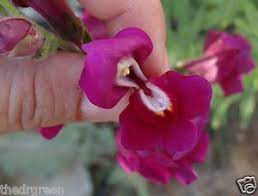 Pin On Snapdragon Flowers