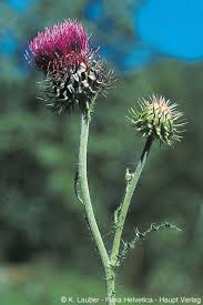 Image result for Carduus nyassanus