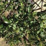 Image result for Nuxia congesta