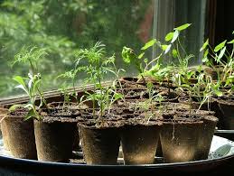Cheaper than ada soil and more porous. How To Start Cheap Plants Germinating Seeds Cheaply And Easily