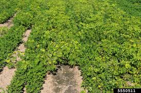 Image result for Senna tora