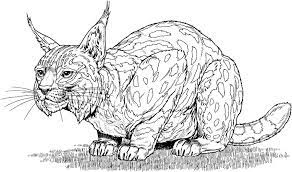 Then grab your crayons and get to work! Coloring Pages Coloring Pages Bobcat Printable For Kids Adults Free