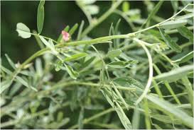 Image result for Indigastrum parviflorum