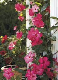 Wait for warmer weather before planting the flower outdoors, as it doesn't like to grow in cold conditions. How To Grow Mandevilla Garden Gate