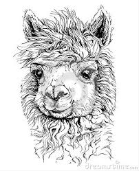 Realistische Skizze Von Lama Alpaca Schwarzweiss Zeichnung Lokalisiert Auf Weiss Mandala Tiere Zeichnung Lama Zeichnung