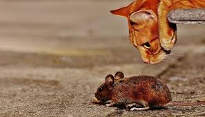 Just like humans, they need vitamins, too. Do Cats Eat Rats Or Do Cats Just Kill Rats Pet Love That