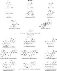 Image result for Athrixia