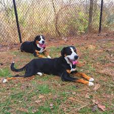 The greater swiss mountain dog goes by other names like grosser schweizer sennenhund or simply large swiss mountain dog having typical large head you should just watch your children go crazy over greater swiss mountain dog puppies. S Rendi Greater Swiss Mountain Dogs Home Facebook