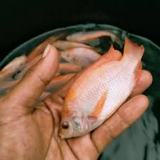 Pakan buatan ikan nila ikan yang dibudidayakan dapat hidup dengan pakan alami, tetapi untuk pemeliharaan tujuan komersial hal ini tidak akan menguntungkan, karena jika mnegandalkan pakan. Harga Ikan Nila 3 Jari Dan Promo Terbaru April 2021 Biggo Situs Perbandingan Harga