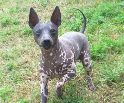 Originally registered as a hairless variety of rat terriers, eventually the scotts adopted a different breed name for their unique line and established a separate breed club, the american hairless terrier association. American Hairless Terrier Hairless Dog Unusual Dog Breeds Dog Breeds