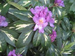 Goldflimmer Rhododendron There Aren T Many Rhodos With Variegated Leaves This Is A Nice One Medium Sized Planten